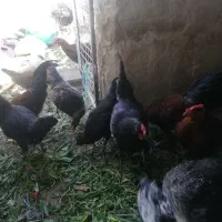 مرغ خروس جوجه فروش یا معاوضه با طوطی