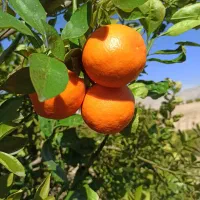 فروش باغ مرکبات