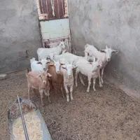 بزغاله  سانن