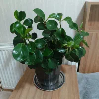 گلهای آپارتمانی زیبا ۳۵۰|گل و گیاه طبیعی|تهران, استقلال|دیوار