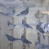 کبوتر نژاد دار|پرنده|مشهد, جلالیه|دیوار