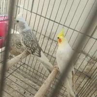 جفت نروماده عروس هلندی|پرنده|شیراز, سجادیه|دیوار