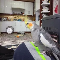 طوطی پاریس جفت|پرنده|چمران, |دیوار