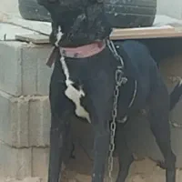 سگ نگهبان