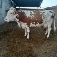 گاو گوساله دار|حیوانات مزرعه|آق قلا, |دیوار