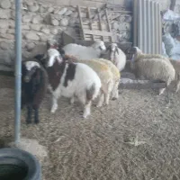 بره|حیوانات مزرعه|هندمینی, |دیوار