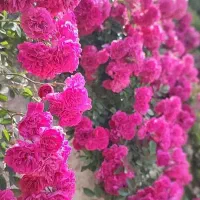 گردش یک روزه در باغ گل محمدی