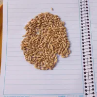 جو خارجی|حیوانات مزرعه|فیروزآباد (فارس), |دیوار