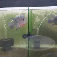 فلاور با تمام تجهیزات