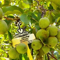 نهالستان پالیز دارای مجوز جهاد کشاورزی|خدمات باغبانی و درختکاری|خرمآباد, |دیوار