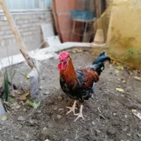 خروس چهل تاج|حیوانات مزرعه|مشهد, بلال|دیوار