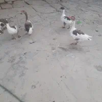 حیوانات خانگی