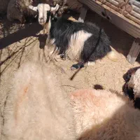 میش وبز|حیوانات مزرعه|درمیان, |دیوار