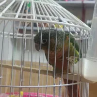 گرینچیک|پرنده|ماکو, |دیوار