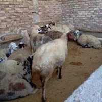 میش چاق برای داشت و کشتار|حیوانات مزرعه|پیر سلیمان, |دیوار