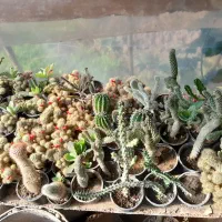 گلها ۲۰ تا ۳۰|گل و گیاه طبیعی|رودبنه, |دیوار