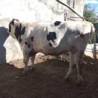 گاو جوانه گوساله نر درجه یک هم بزری هم گوشتی چاق