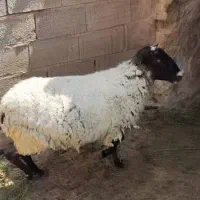 بره رومانوف|حیوانات مزرعه|شیراز, شهرک مهدی‌آباد|دیوار