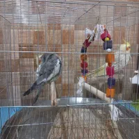 عروس هلندی