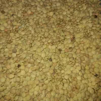 کنجد وماش وعدس|خوردنی و آشامیدنی|دوگنبدان, |دیوار