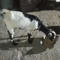 کهره نزار|حیوانات مزرعه|قشم, |دیوار