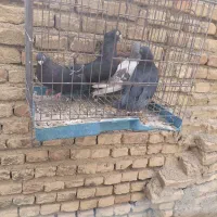 صرب ابادانی
