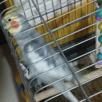 عروس هلندی|پرنده|فردیس, شهرک شهید حسینی|دیوار