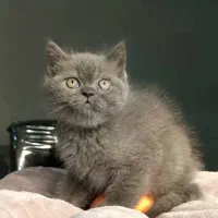 بریتیش شورت هیر بلو|گربه|رشت, لاکانی|دیوار