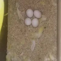 جفت کوتوله اوپال کارداده|پرنده|یزد, |دیوار