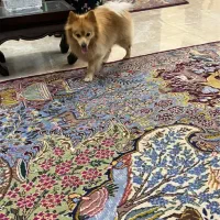 پامر اشتپیتز