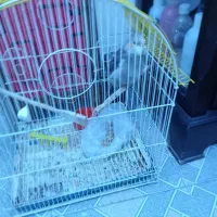 طوطی برزیلی وعروس هلندی