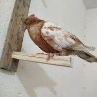 کله زرد طوقی|پرنده|شیراز, احمدی جنوبی|دیوار