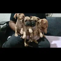 توله پیت بول رد نویز و بلک نویز|سگ|تهران, خانیآباد|دیوار