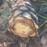 قطع و برش نخل رایگان|خدمات باغبانی و درختکاری|رامهرمز, |دیوار