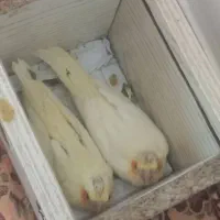 دوتا جوجه عروس هلندی سرولاکی