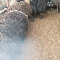 بره نر چاق کشتار|حیوانات مزرعه|ساوه, |دیوار