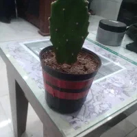 گلسرای پیچک|گل و گیاه طبیعی|خوی, |دیوار