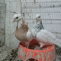 کبوتر کله سینه دم سفید دم سیاه طوقی