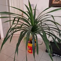 گل بزرگ|گل و گیاه طبیعی|ملایر, |دیوار