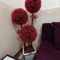 درختچه