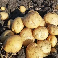 سیب زمینی بذری بهترین کیفیت۱