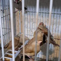 فنچ نرگسی شکلاتی با ۶تا جوجه .قناری مست|پرنده|شیراز, تندگویان|دیوار