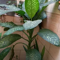 فروش گلها خونگی