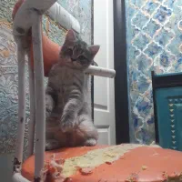 گربه بریتیش گلد و سیلور