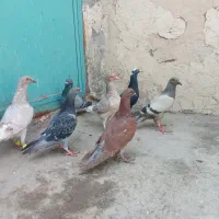 تعدادی جوجه کبوتر