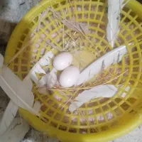 گفتر|حیوانات|مشهد, پورسینا|دیوار