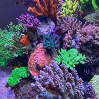 اس پی اس ، ریف ، اکواریوم ابشور ، ابشور