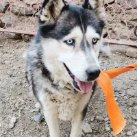 هاسکی سیبرین ((باردار))