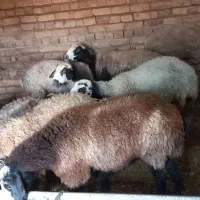 ۸راس میش جوان آبستن وبره دار|حیوانات مزرعه|تاکستان, |دیوار