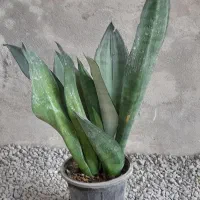 گلخونه اریکا